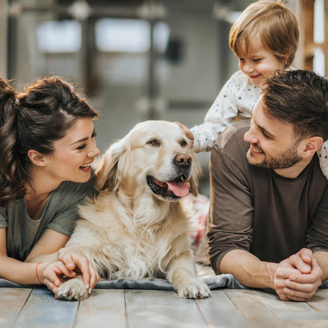 family with dog, automated drapes smart home